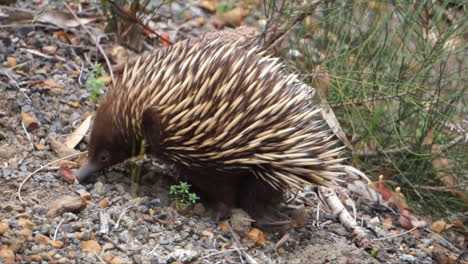 an australian echidna spiny ant-eater monotreme mammal looks for ants burrowing in the ground with its nose.