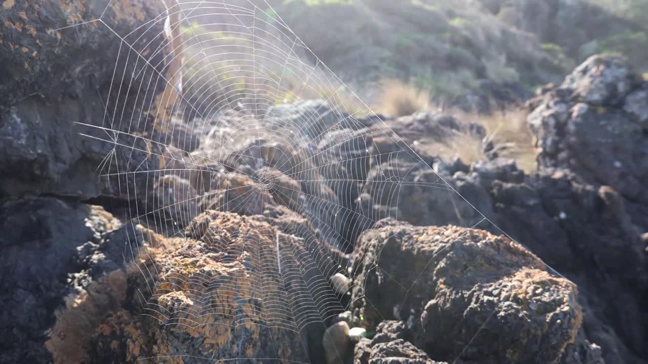 호주의 아침 햇살에 해안 바위에 아름다운 섬세한 거미줄