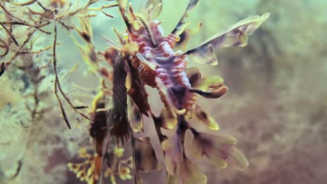 Leafy-Sea-Dragon-with-eggs-macro-close-ups-4k-slow-motion