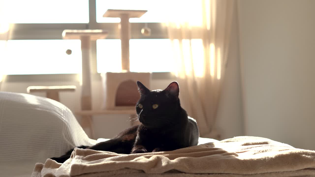 gato adormecido en el interior de la casa sentado en el sofá