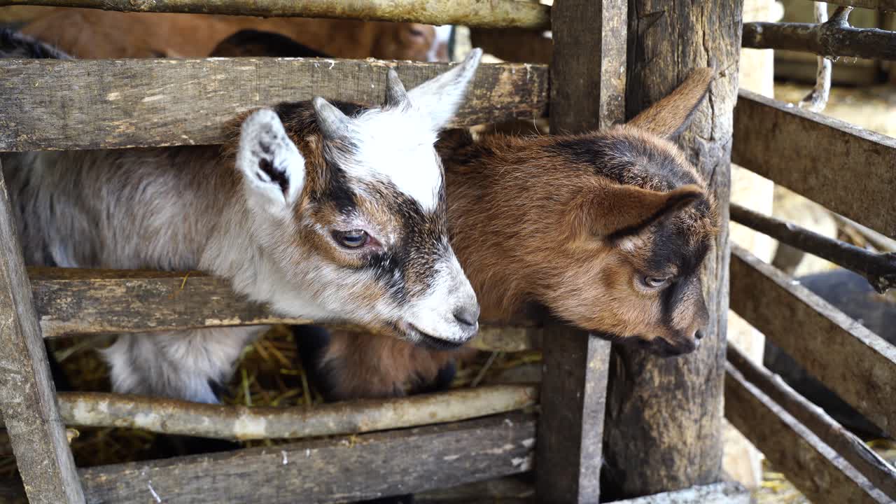 Capretti con macchie di pelo marroni, nere e bianche, che guardano con curiosità all'interno di una recinzione di legno