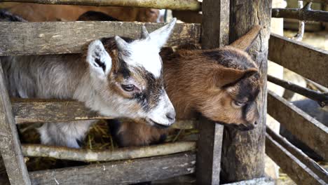 baby goats with brown black and white fur spots, looking curious inside wood fence