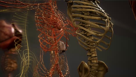 animated 3d human anatomy illustration