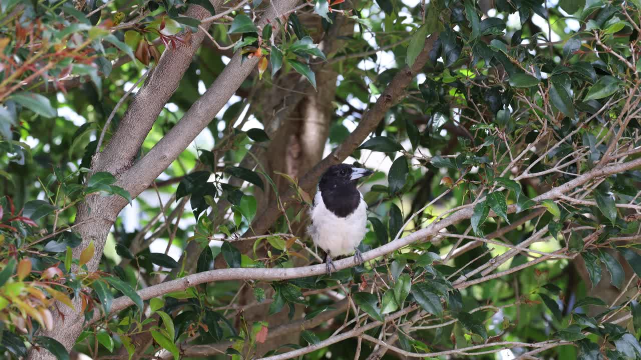 una urraca moviéndose a través de las ramas de un árbol verde