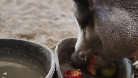 close-up shot: a huge gray boar eats an apple in a barn