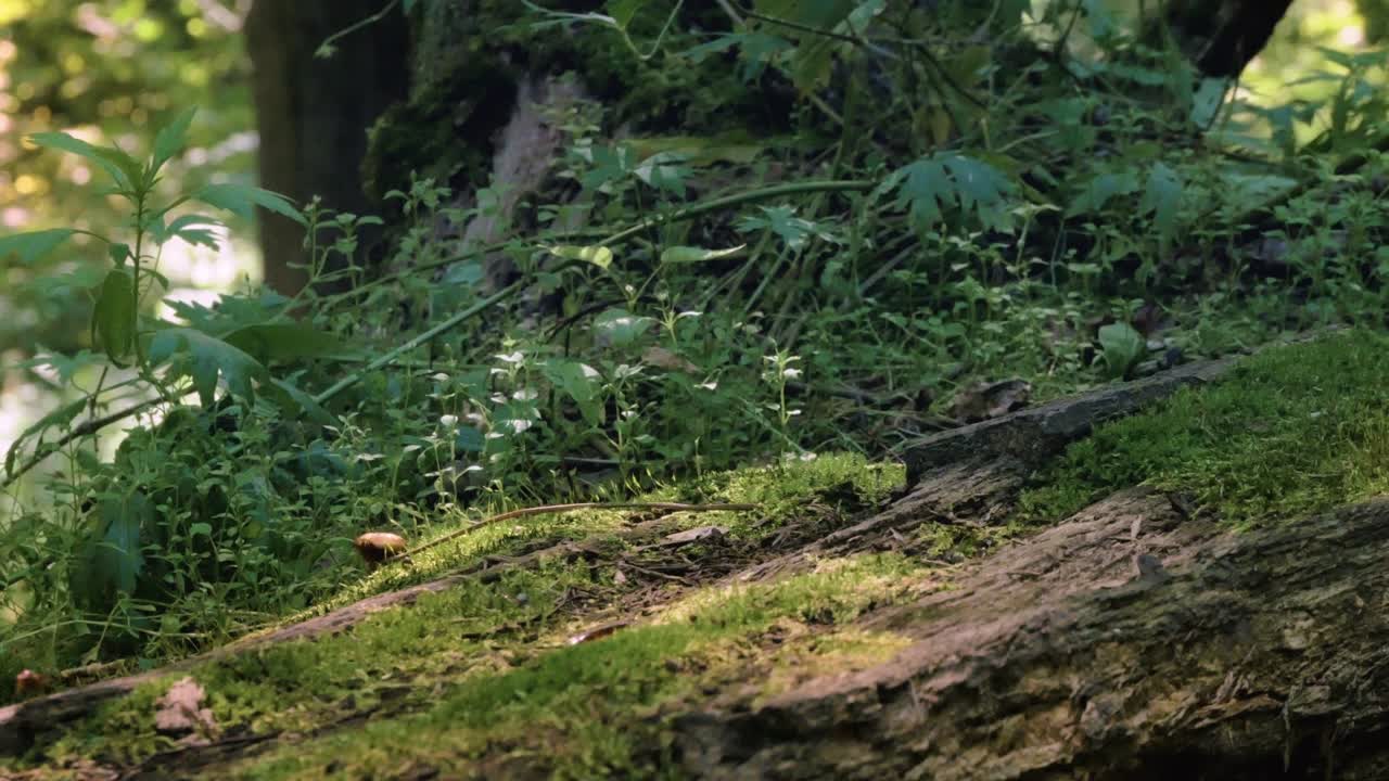 Mossy surface on the stump close up