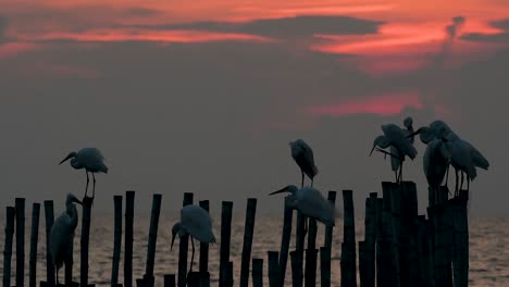 The-Great-Egret,-also-known-as-the-Common-Egret-or-the-Large-Egret