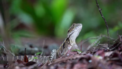 dragon lizard far north queensland australia