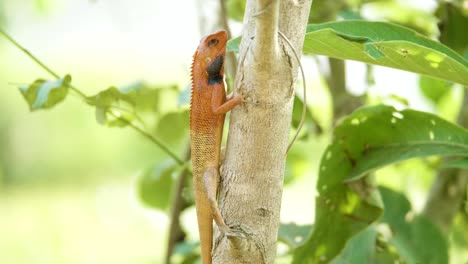 orange lizard on the tree finds insects to eat, national park chitwan in nepal.