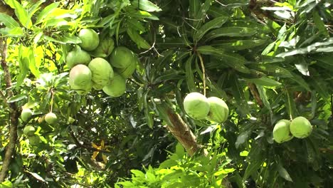 mango fruits , nuku hiva, marquesas islands, french polynesia