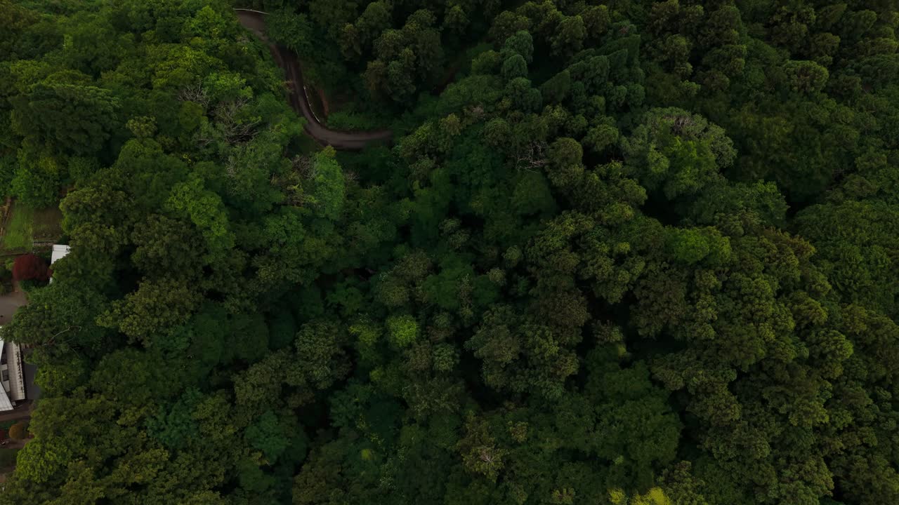 vista aérea de un denso bosque verde