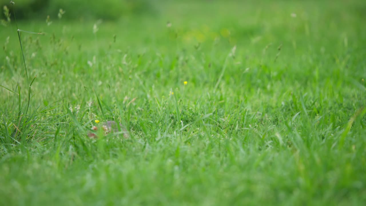 Criceto europeo alla ricerca di cibo tra l'erba alta con profondità di campo ridotta
