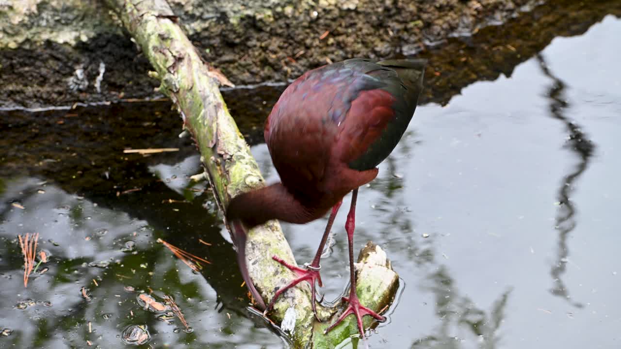 ibis brillante posado en un pequeño tronco comiendo del agua