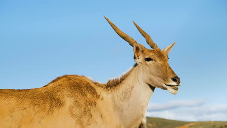 Majestic-common-eland-Taurotragus-oryx-chewing-in-morning-sun,-profile-closeup