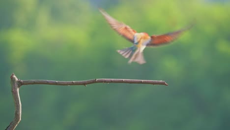 colorful bird flying over the branch