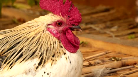 primer plano de la cabeza de un gallo blanco