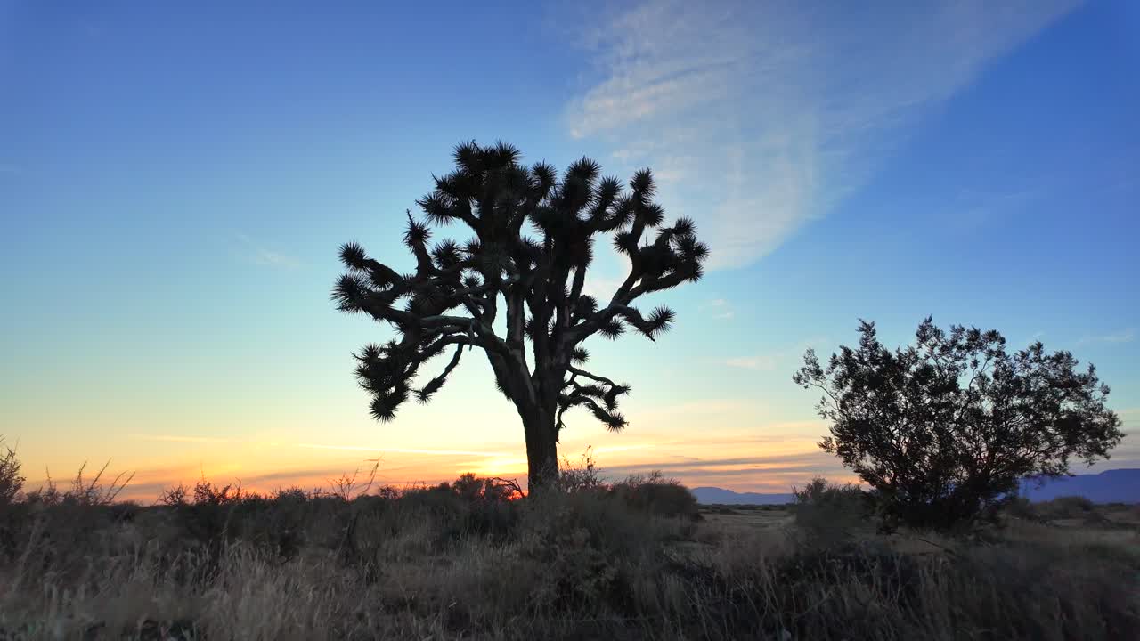 Joshua boom in silhouet in de Mojavewoestijn bij zonsopgang - geïsoleerde inzoom.