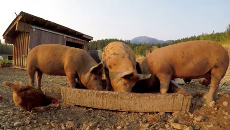 Pigs-and-hen-having-food-in-the-farm-4k