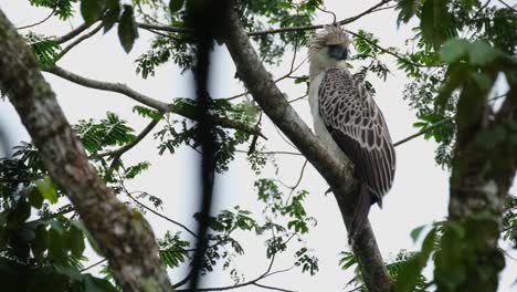 Zooming-in-while-this-eagle-looks-to-its-back-side,-Philippine-Eagle-Pithecophaga-jefferyi,-Philippines