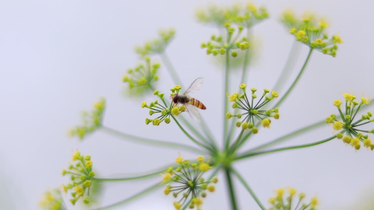 Macro video of an insect pollinating a flower