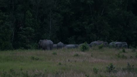 gathered together outside the forest and then they started going to the right, indian elephant elephas maximus indicus, thailand