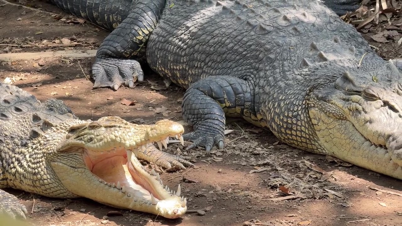 Two Large Saltwater Crocodiles Resting on Riverbank