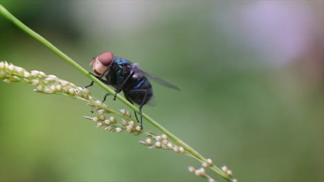 Moscas,-Los-Insectos-De-Este-Orden-Usan-Solo-Un-Par-De-Alas-Para-Volar,-Las-Alas-Traseras-Se-Han-Convertido-En-órganos-Mecanosensoriales-Avanzados-Conocidos-Como-Halteres