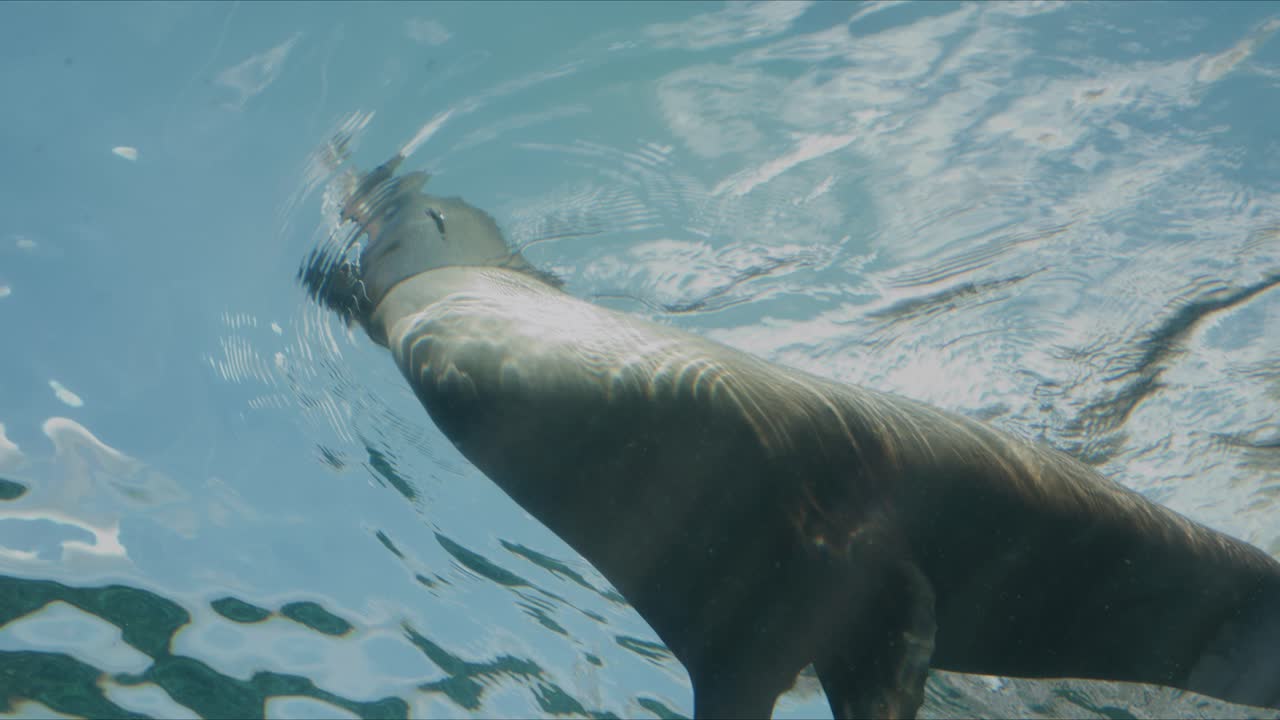 Un leone marino nuota appena sotto la superficie dell'acqua, scivolando dolcemente con riflessi di luce e increspature sopra. La scena cattura il movimento acquatico naturale in un ambiente azzurro e limpido in uno zoo.
