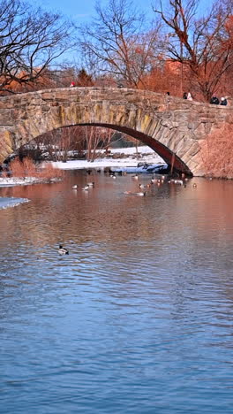 lovely winter night in central park. ducks swim peacefully in the shimmering water beneath a quaint stone bridge during winter in central park