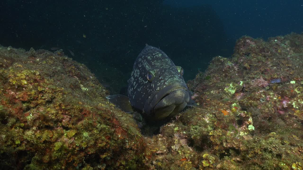 Mero grouper close up from front on underwater reef in Mediterranean Sea