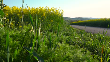 static low ground shot of countryiside view with grass, rape fields and sky with road leading into distance