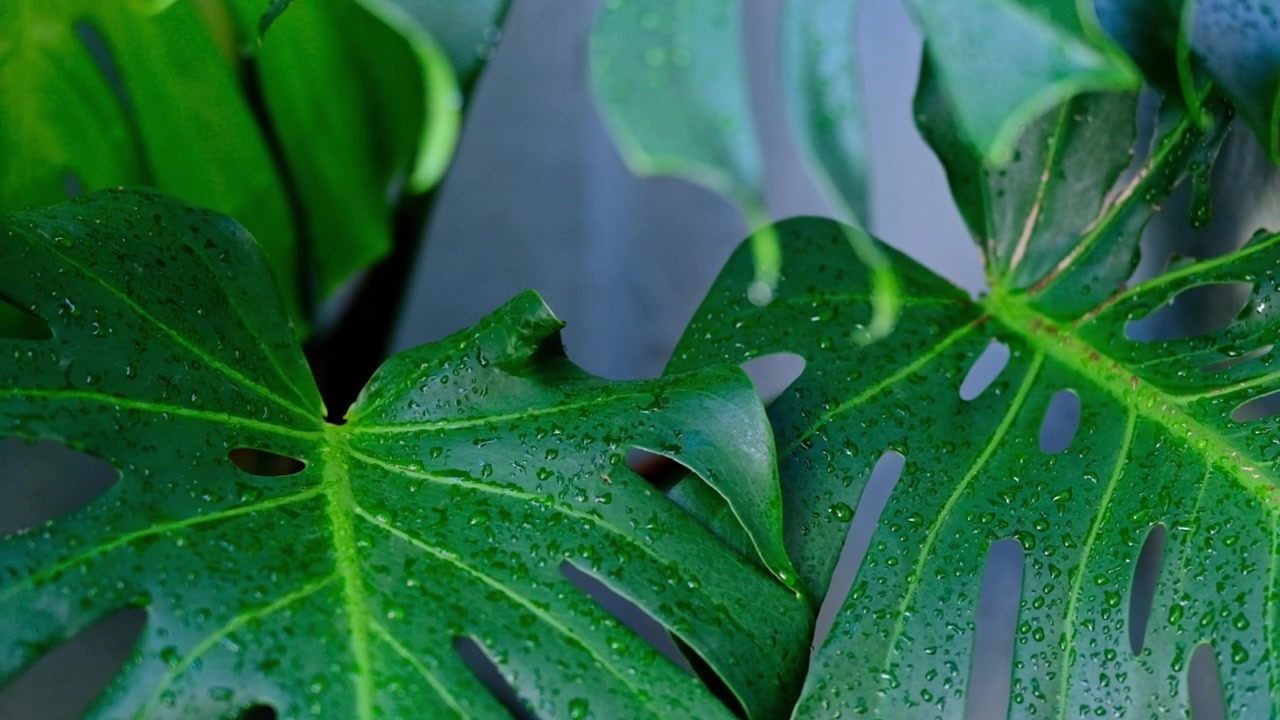 Foglie mature di Monstera Deliciosa coperte di goccioline d'acqua.