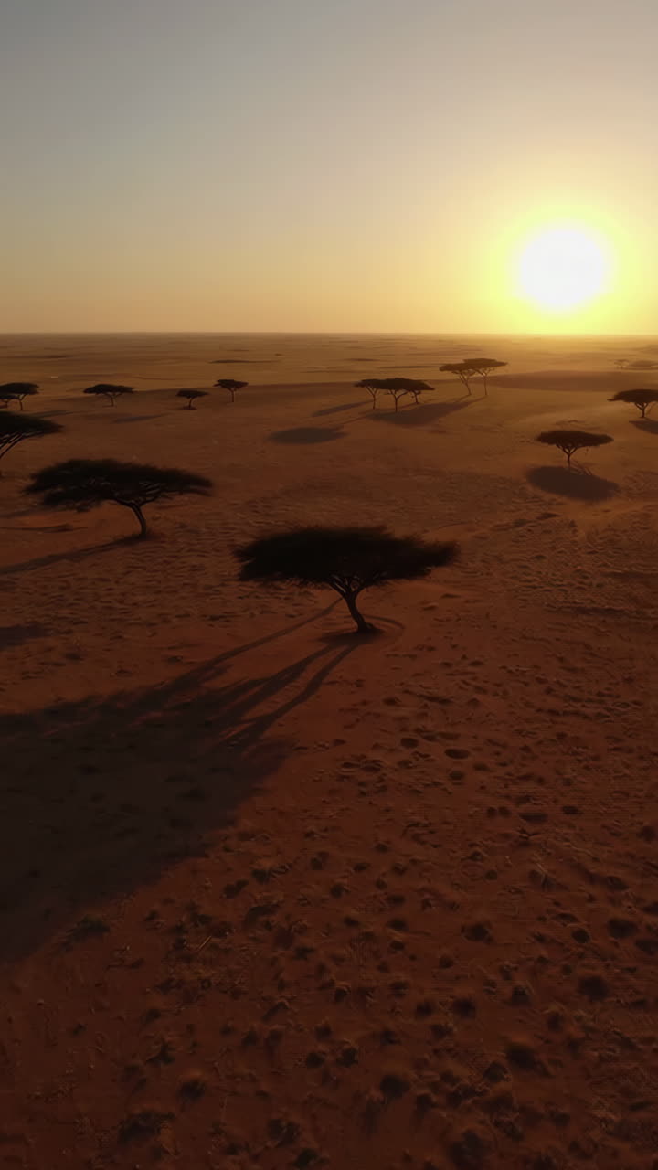 Sunrise or Sunset over the African Savanna