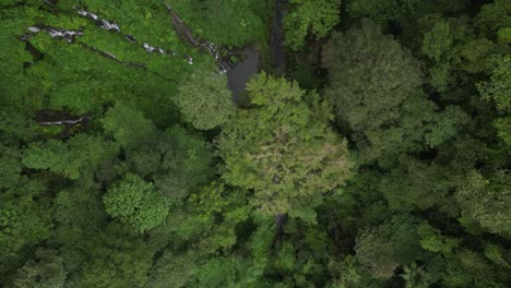 Birds-eye-view-of-a-trio-of-waterfalls-in-the-North-of-Bali-hidden-in-the-depths-of-jungle,-aerial