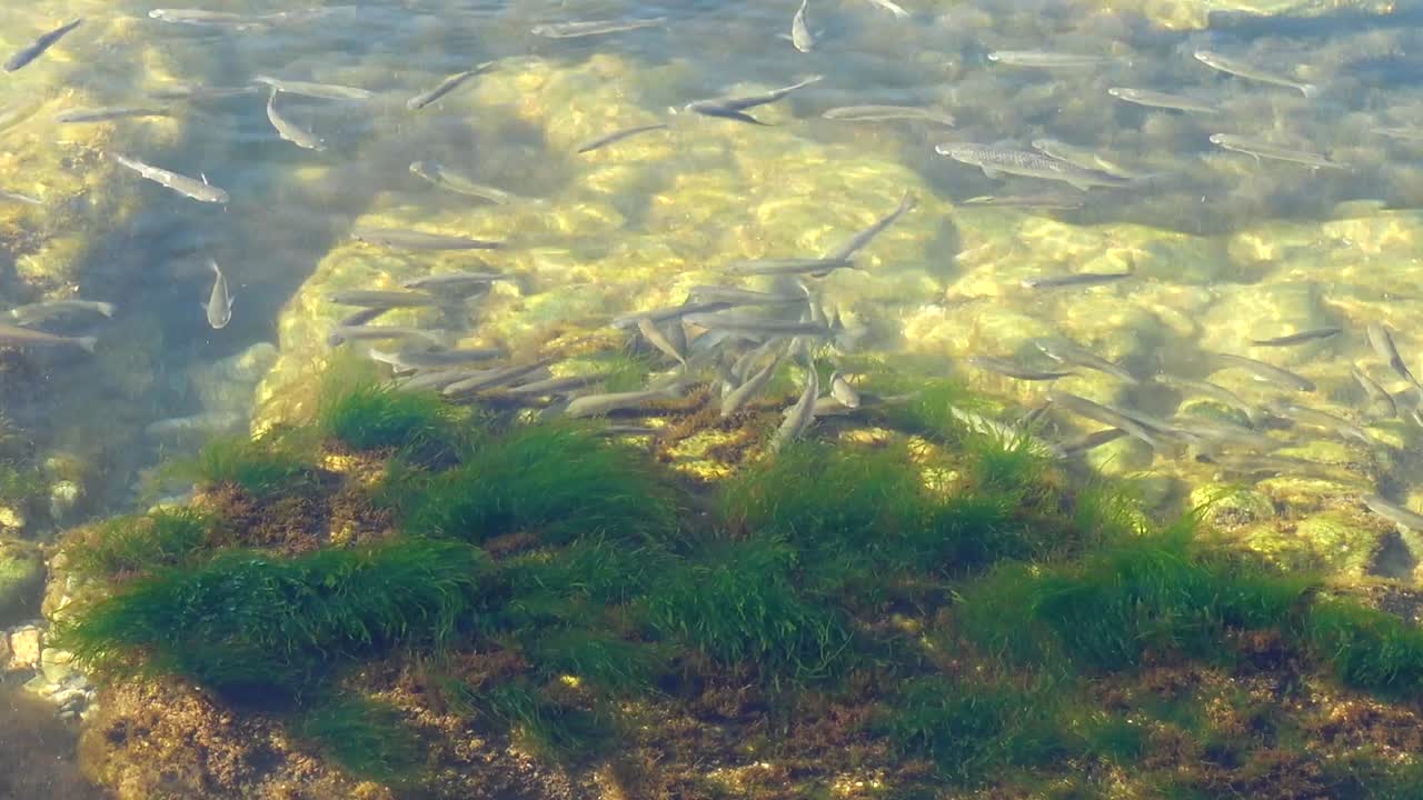 Banco di pesci nel mare. Pesci sott'acqua.