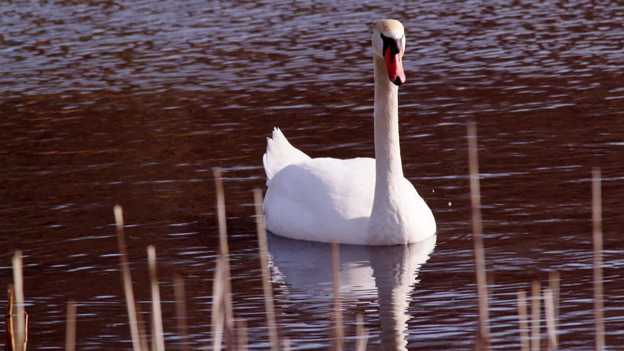 In the stillness of dawn, swans courting in ultra slow-motion.