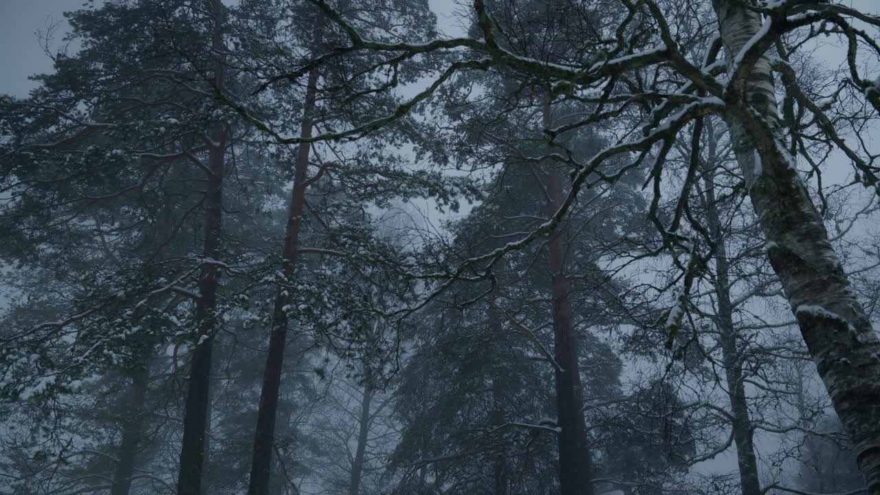 Scatto panoramico di alberi in una foresta coperta di neve in una fredda giornata invernale in Norvegia