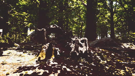 Trunk-and-stone-covered-with-a-green-moss