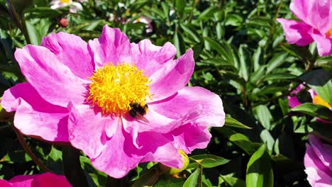 bumblebee taking honey and nectar from pink flower