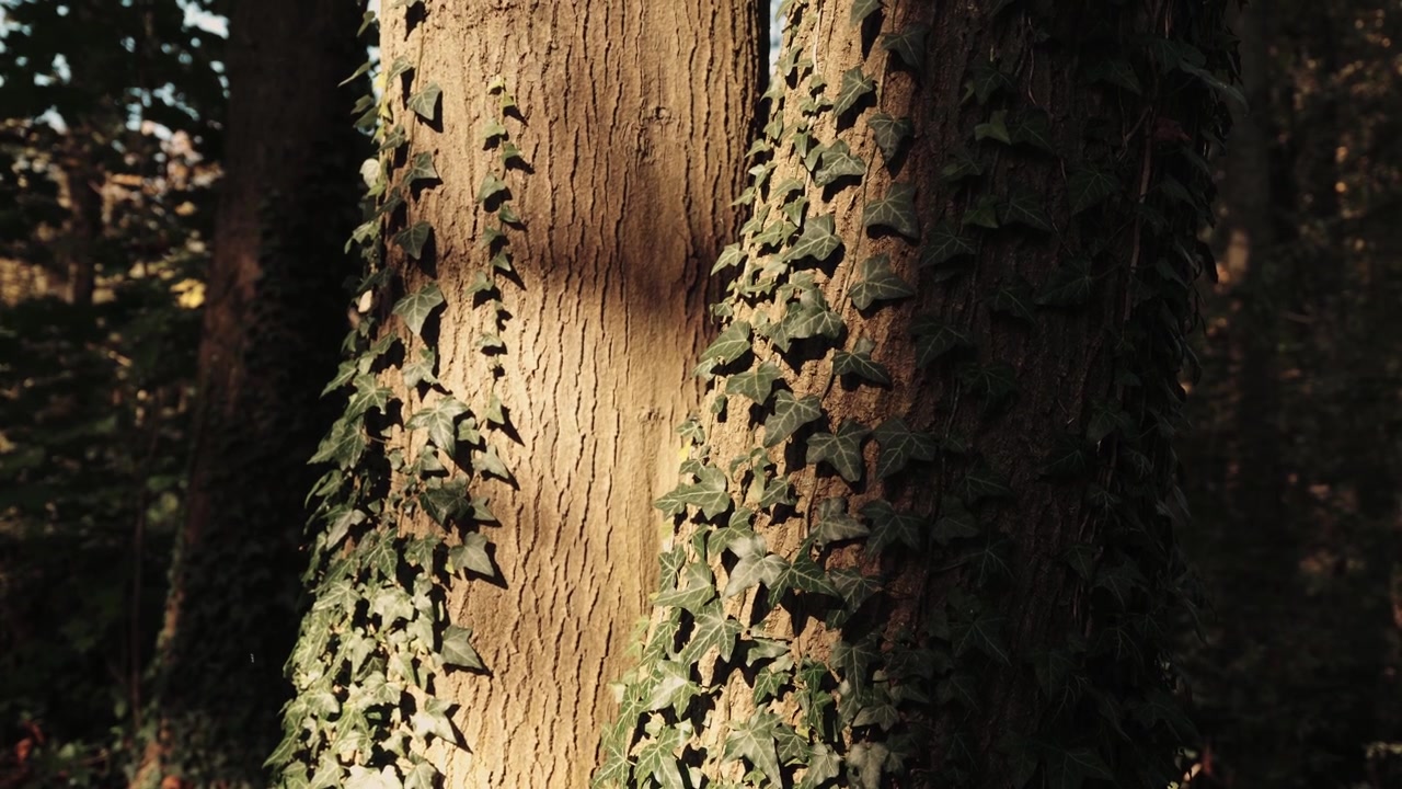 Tronco d'albero illuminato dal sole con viti rampicanti, primo piano.