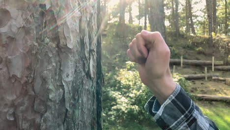 Male-hand-knocks-three-times-on-tree-bark-in-the-forest-on-a-sunny-day