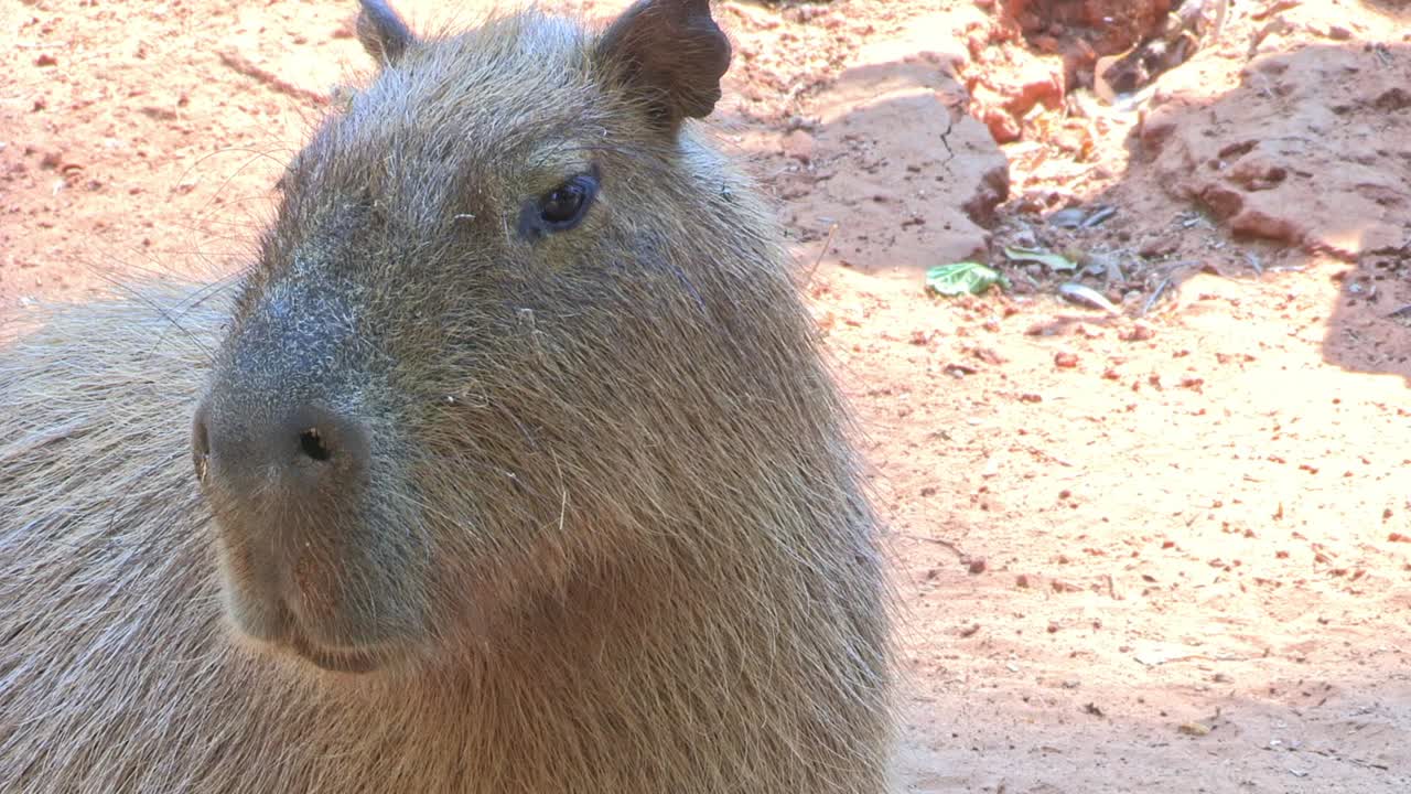 Portrait of a Capybara or Greater Capybara (Hydrochoerus hydrochaeris)
