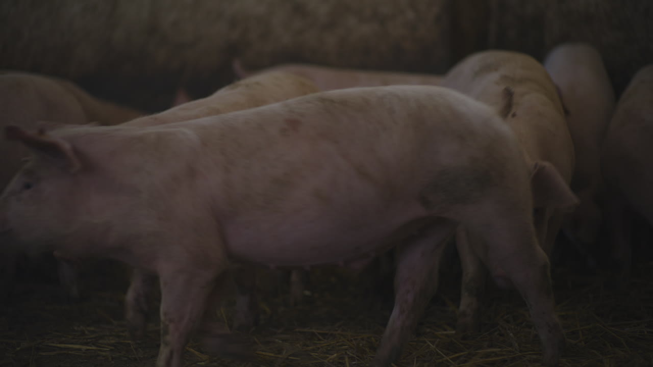 창고 에 있는 돼지 들