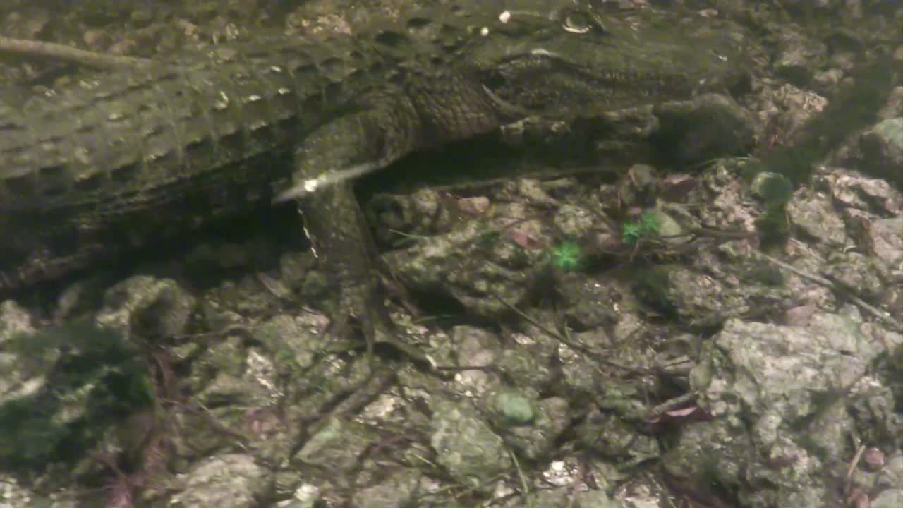 un disparo peligroso acercándose a un caimán bajo el agua