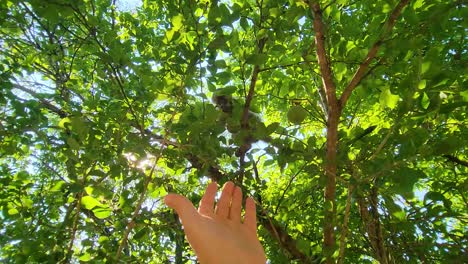 The-hand-of-a-safari-tour-guide-pointing-out-a-troupe-of-Vervet-monkeys-in-a-vibrant-green-tree-in-the-Kruger-National-Park,-South-Africa