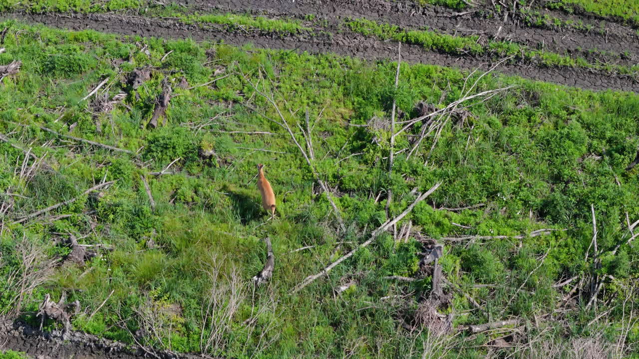 South American marsh deer running in Devastated Forest, Wildlife and Deforestation