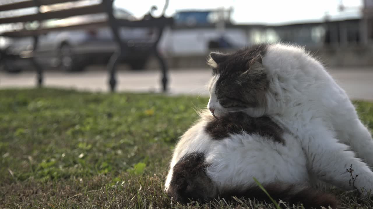 검은색과 색의 고양이가 기, 청소, 느린 동작 4k
