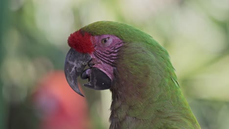 close view of face of ara rubrogenys moving tongue with open beak