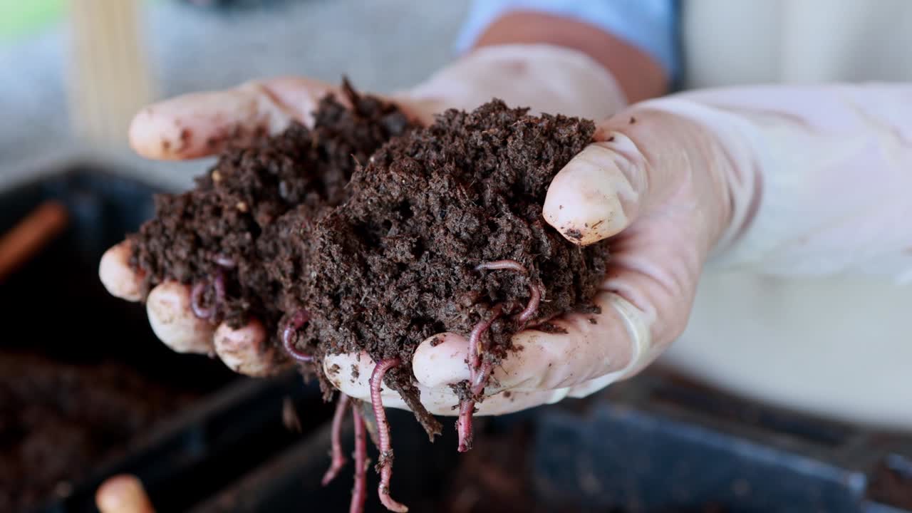 grupo de gusanos de tierra de cerca
