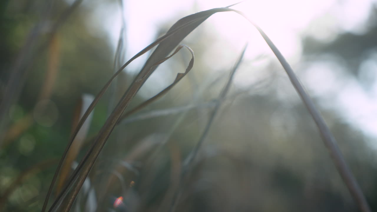 자연 속에서 부드러운 바람에 불어오는 사탕수수 식물의 근처